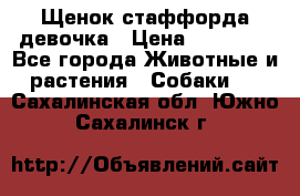 Щенок стаффорда девочка › Цена ­ 20 000 - Все города Животные и растения » Собаки   . Сахалинская обл.,Южно-Сахалинск г.